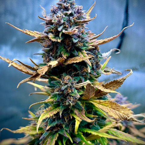 Purple Lemonade Auto growlog timeline photo