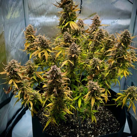 Purple Lemonade Auto growlog timeline photo
