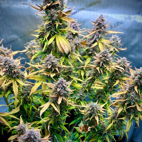 Purple Lemonade Auto growlog timeline photo