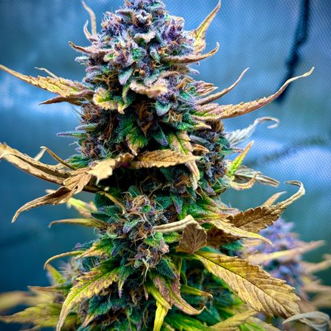 Purple Lemonade Auto growlog timeline photo