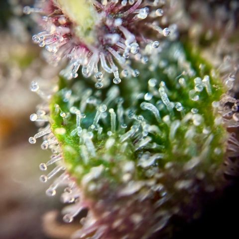 Purple Lemonade Auto growlog timeline photo