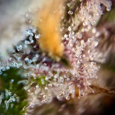 Purple Lemonade Auto growlog timeline photo