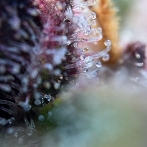 Purple Lemonade Auto growlog timeline photo