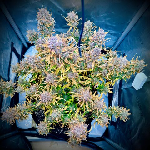 Purple Lemonade Auto growlog timeline photo
