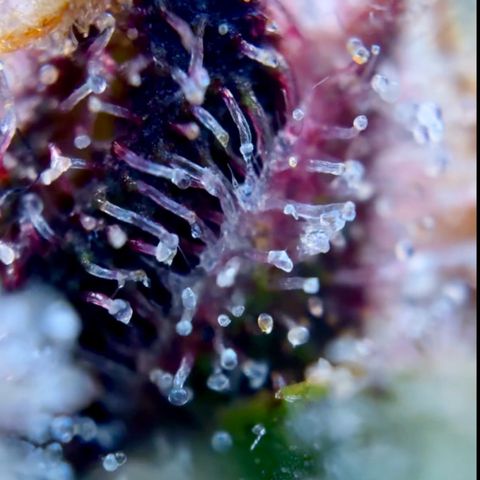 Purple Lemonade Auto growlog timeline photo