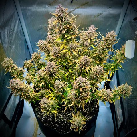 Purple Lemonade Auto growlog timeline photo