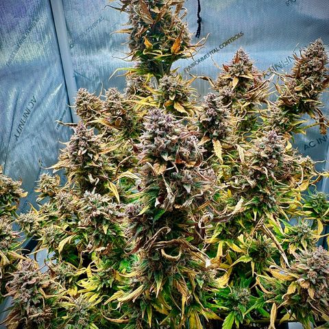 Purple Lemonade Auto growlog timeline photo