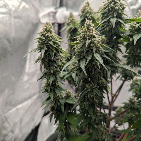 Special Queen #1 growlog timeline photo