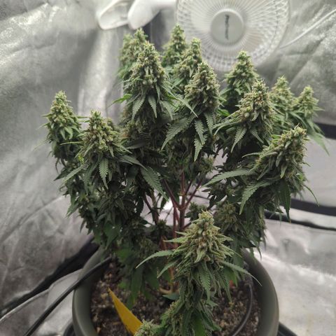 Special Queen #1 growlog timeline photo