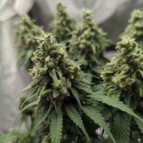 Special Queen #1 growlog timeline photo
