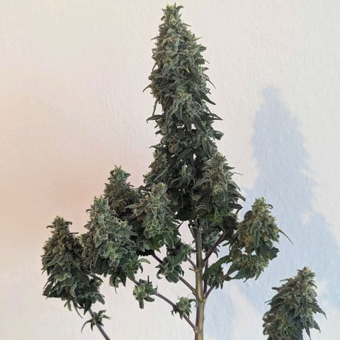 Special Queen #1 growlog photo: Ernte 