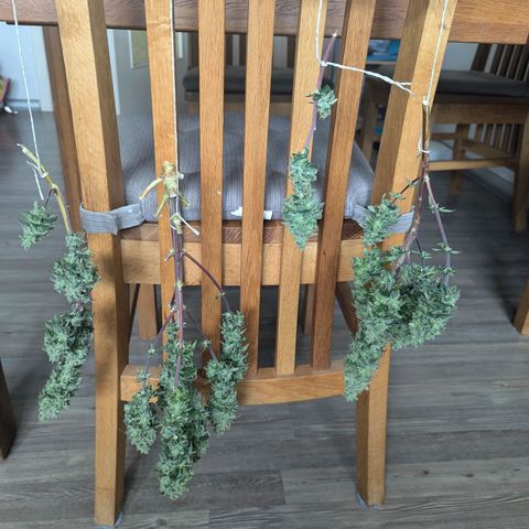 Special Queen #1 growlog photo: Ernte 