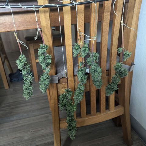 Special Queen #1 growlog photo: Ernte 
