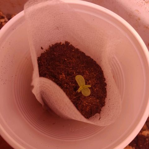 Stress Killer Automatic growlog timeline photo