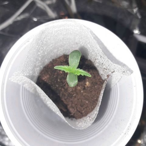 Stress Killer Automatic growlog timeline photo