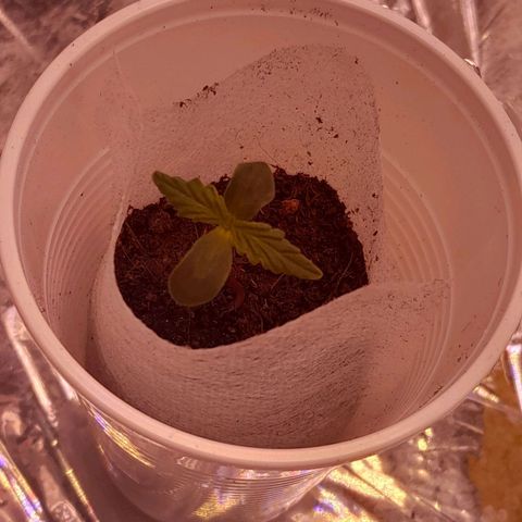 Stress Killer Automatic growlog timeline photo