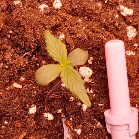 Stress Killer Automatic growlog timeline photo