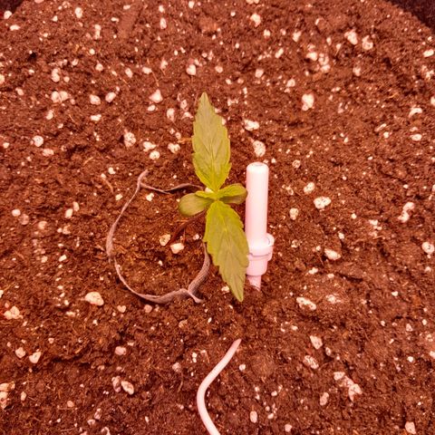 Stress Killer Automatic growlog timeline photo