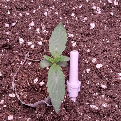 Stress Killer Automatic growlog timeline photo