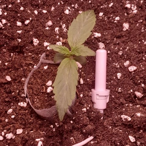 Stress Killer Automatic growlog timeline photo