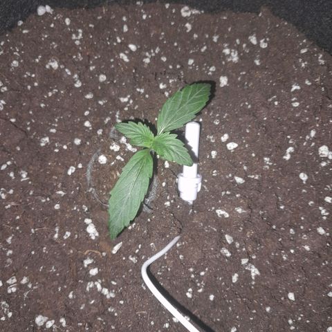Stress Killer Automatic growlog timeline photo