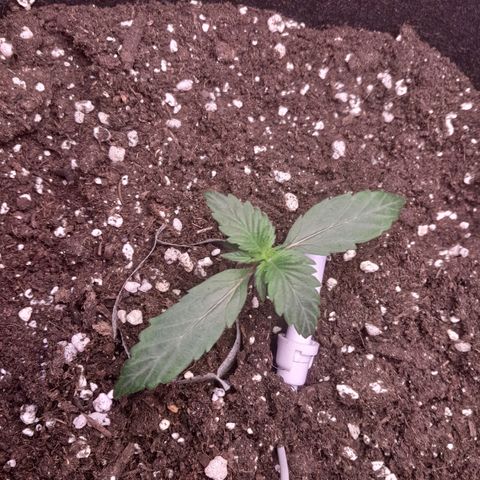 Stress Killer Automatic growlog timeline photo