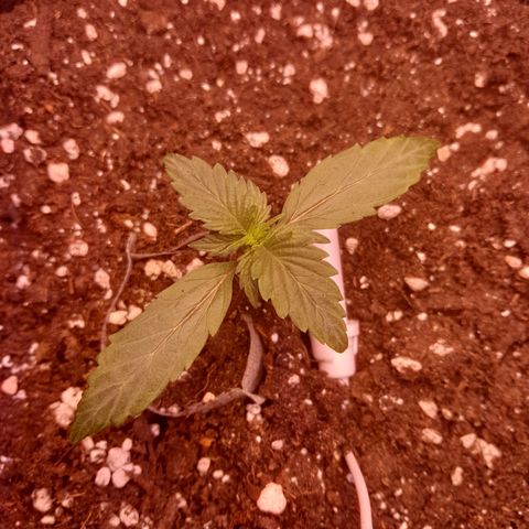 Stress Killer Automatic growlog timeline photo