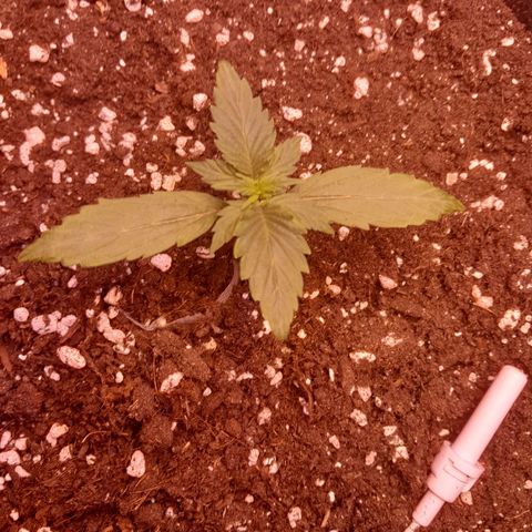 Stress Killer Automatic growlog photo: 8.20