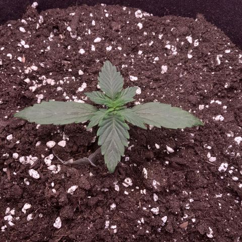 Stress Killer Automatic growlog timeline photo