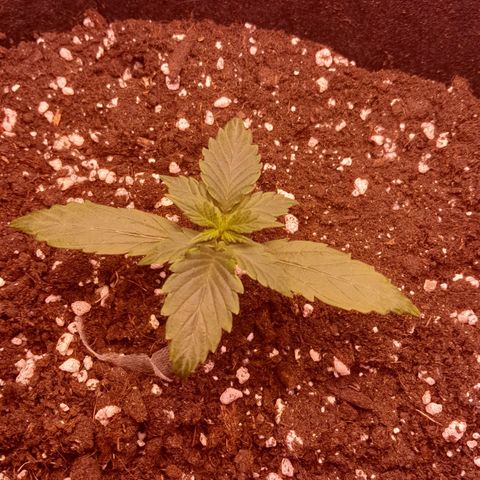 Stress Killer Automatic growlog timeline photo