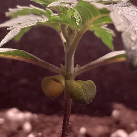 Stress Killer Automatic growlog timeline photo