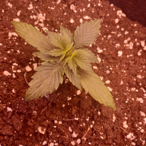 Stress Killer Automatic growlog timeline photo
