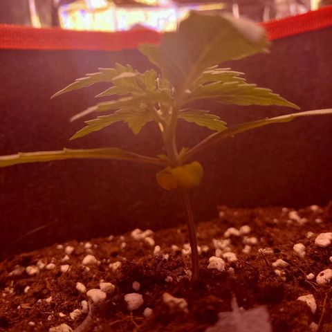 Stress Killer Automatic growlog timeline photo