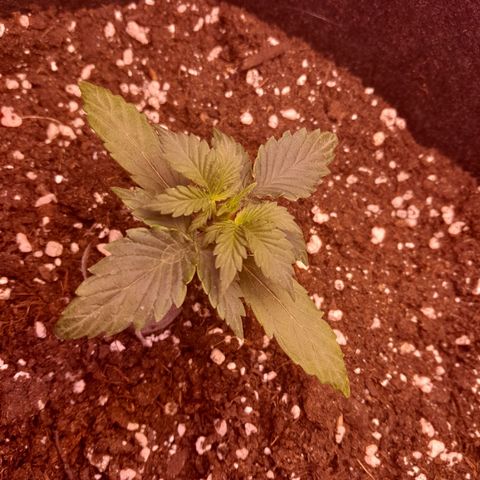 Stress Killer Automatic growlog timeline photo