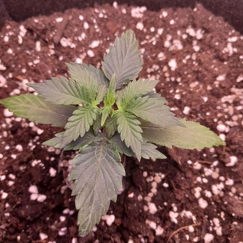 Stress Killer Automatic growlog timeline photo
