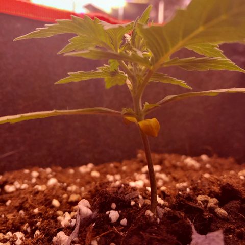 Stress Killer Automatic growlog timeline photo