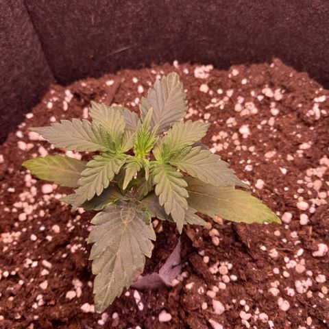 Stress Killer Automatic growlog timeline photo