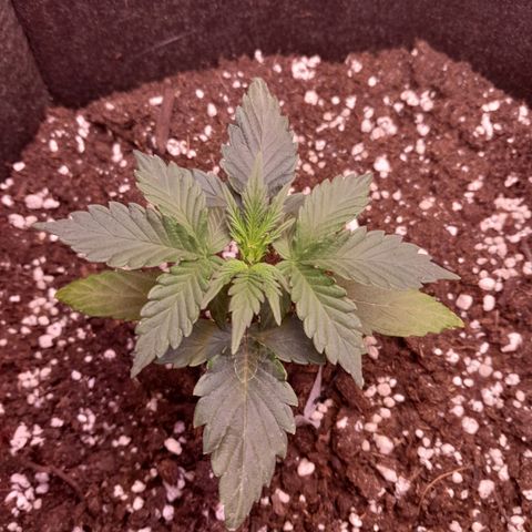 Stress Killer Automatic growlog timeline photo
