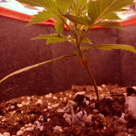 Stress Killer Automatic growlog timeline photo