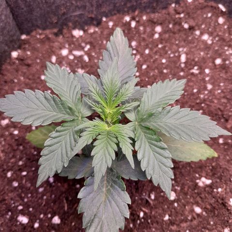 Stress Killer Automatic growlog timeline photo