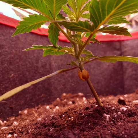 Stress Killer Automatic growlog timeline photo