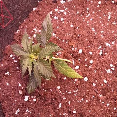 Stress Killer Automatic growlog timeline photo