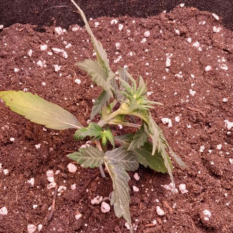 Stress Killer Automatic growlog timeline photo