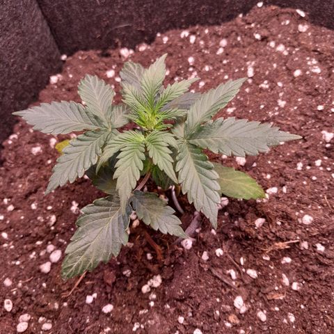Stress Killer Automatic growlog timeline photo
