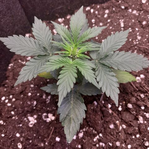 Stress Killer Automatic growlog timeline photo