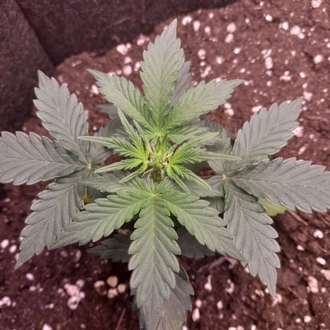 Stress Killer Automatic growlog timeline photo