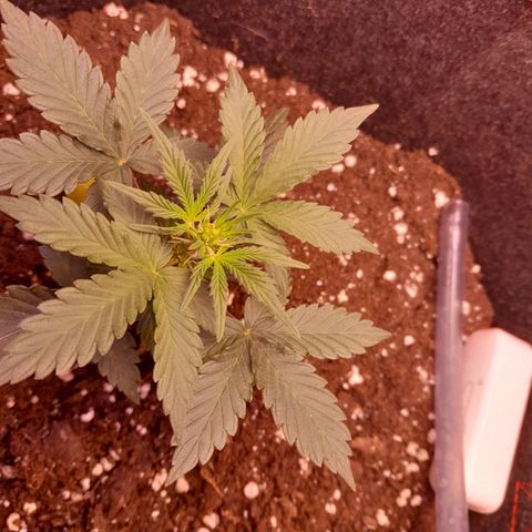 Stress Killer Automatic growlog timeline photo