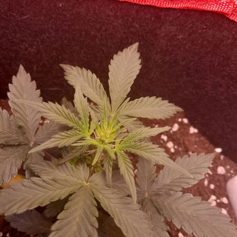 Stress Killer Automatic growlog timeline photo