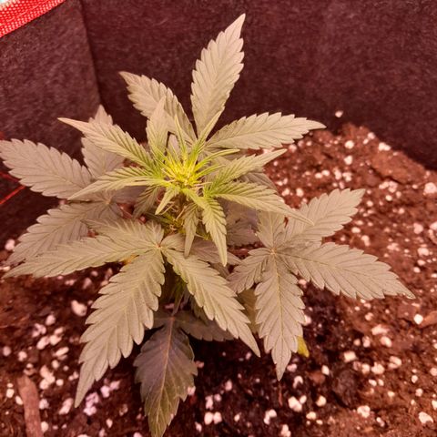 Stress Killer Automatic growlog timeline photo