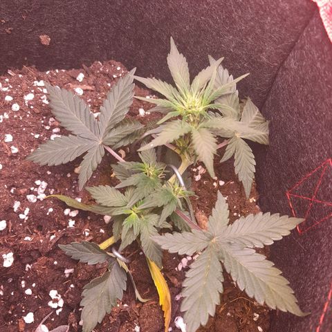 Stress Killer Automatic growlog timeline photo